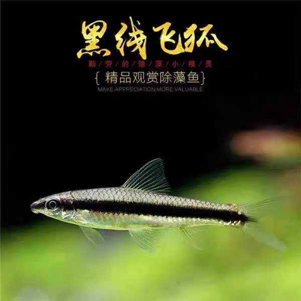 新疆包邮黑线飞狐活体热带观赏淡水鱼清洁除藻工具可除黑毛丝毛藻