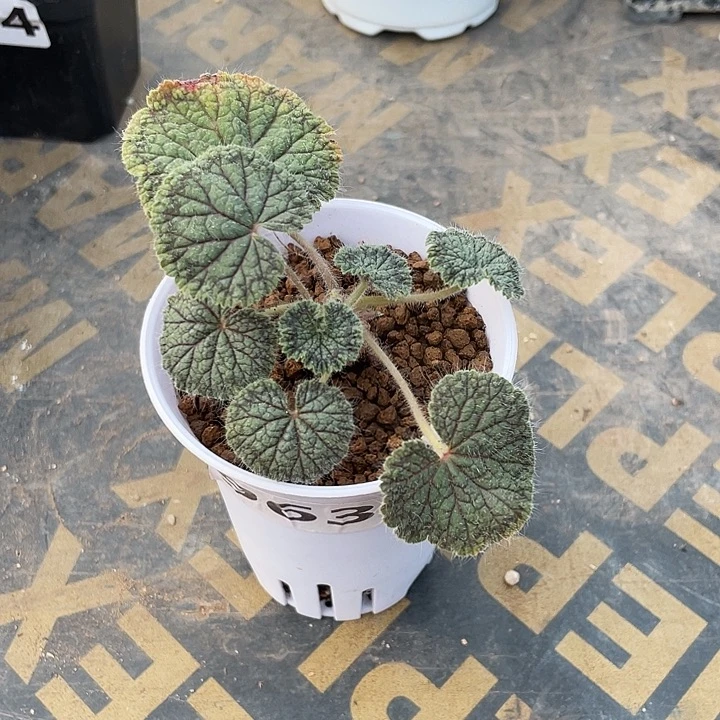 963圆叶杨葵块根，