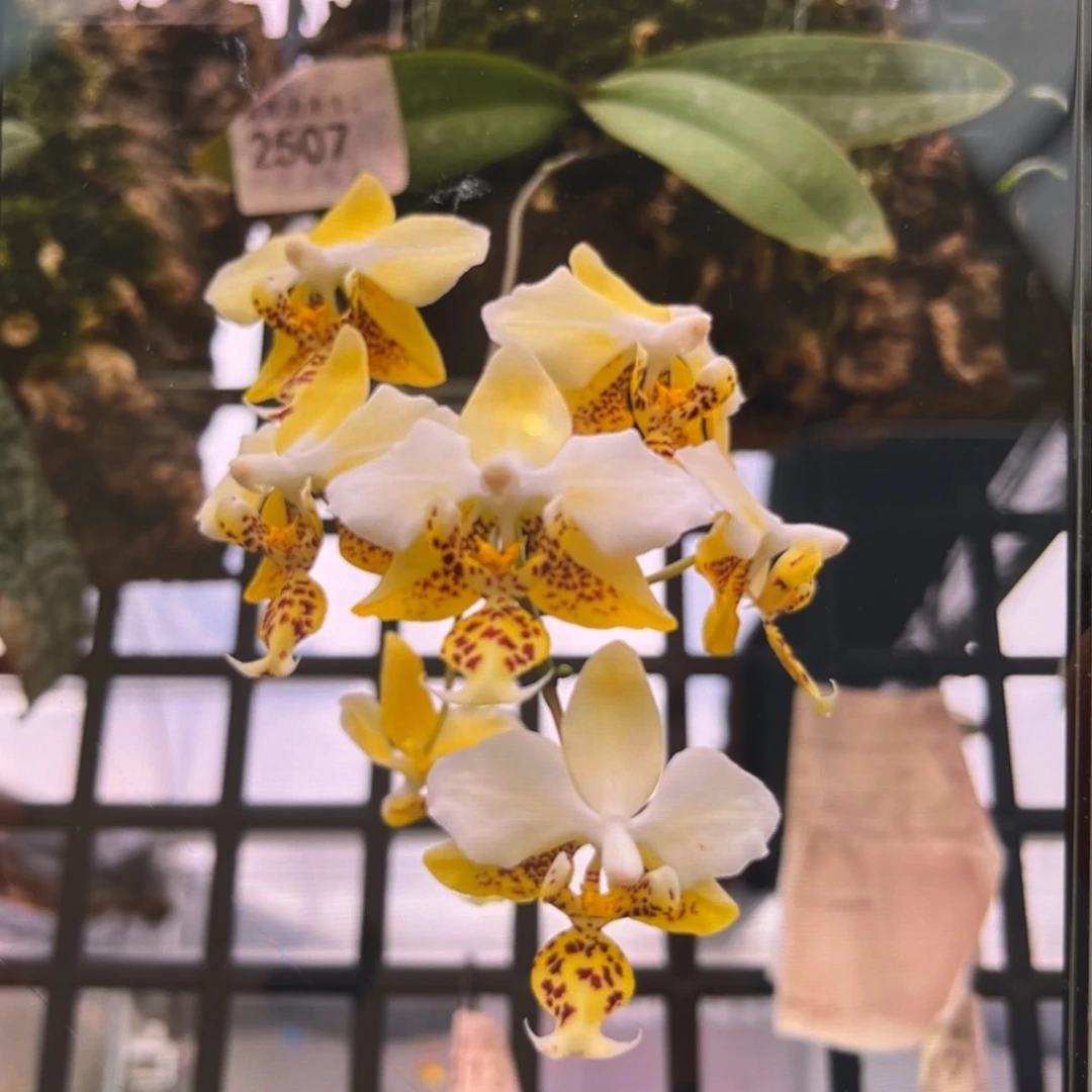 无花朵2.5寸888苗