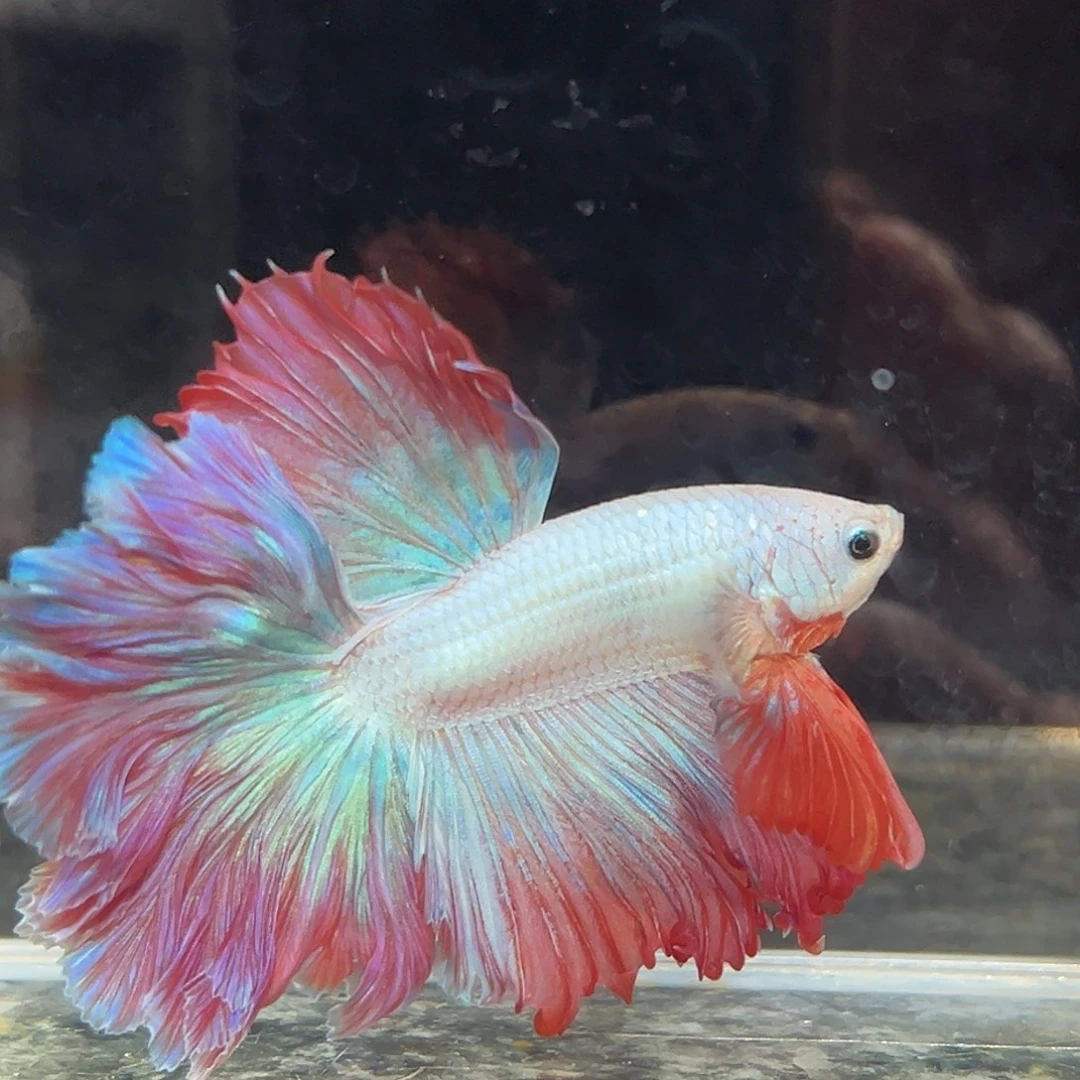 斗鱼3号绝美彩虹鱼