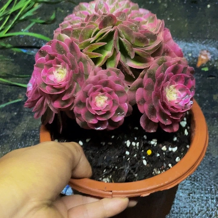 一物一拍一物一拍