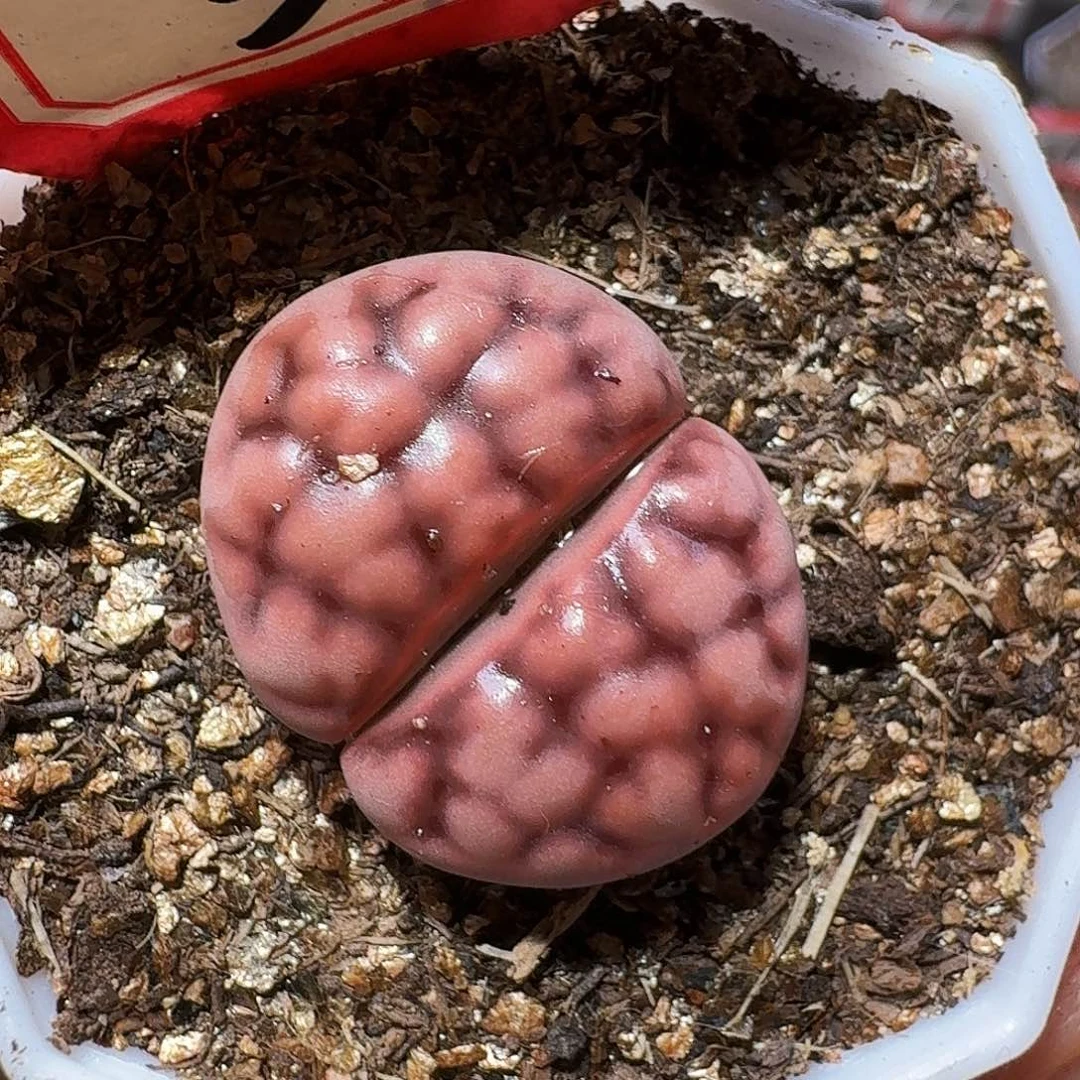 生石花2:：：。      35