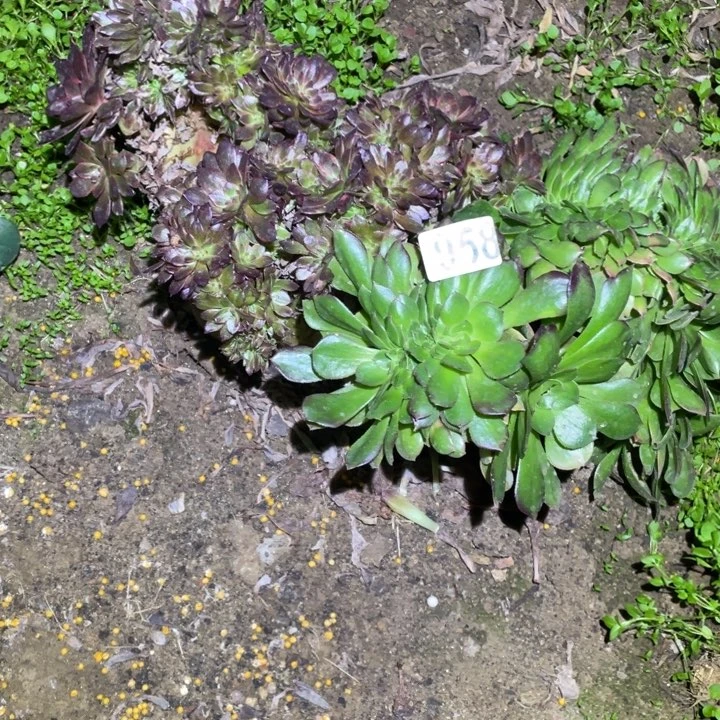 958黑美人阴阳法师多肉