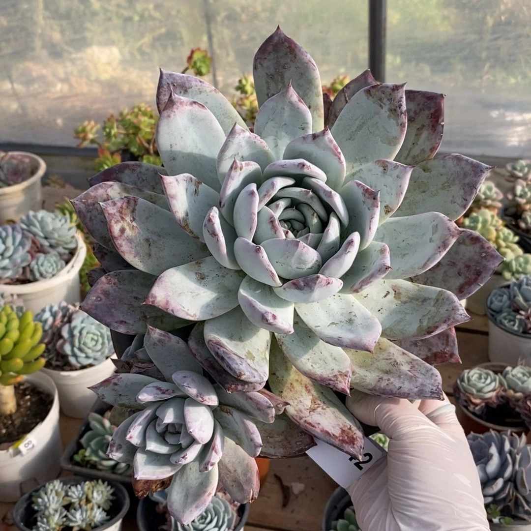 一***叶342紫卡多头一物一拍