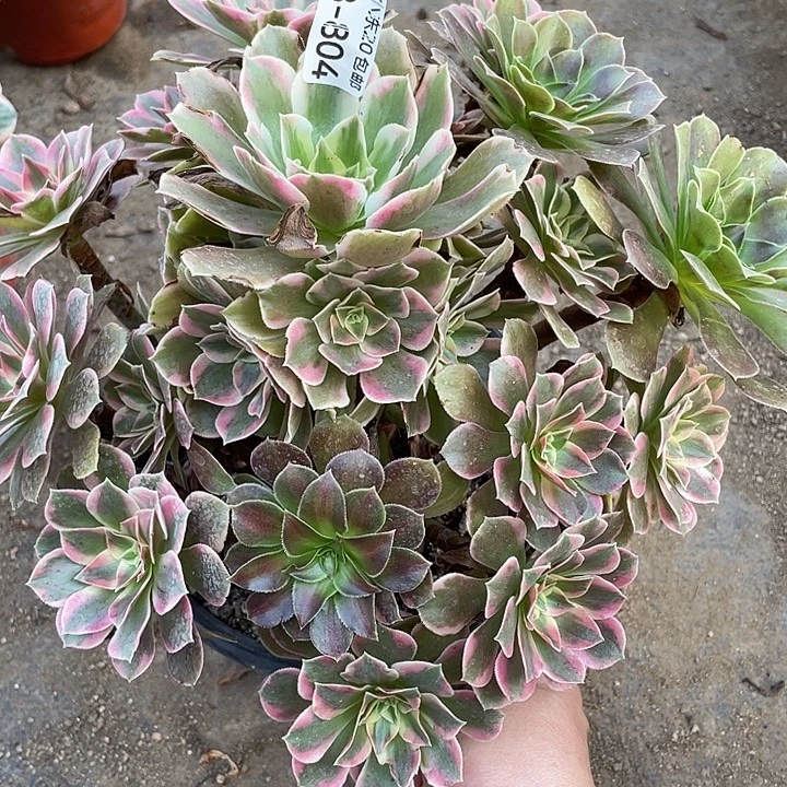 804粉女妖多肉植物法师