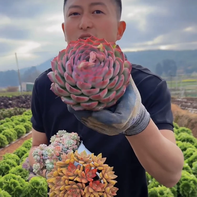 零花钱多肉 法兰西玫瑰（侧影）单头  多肉植物