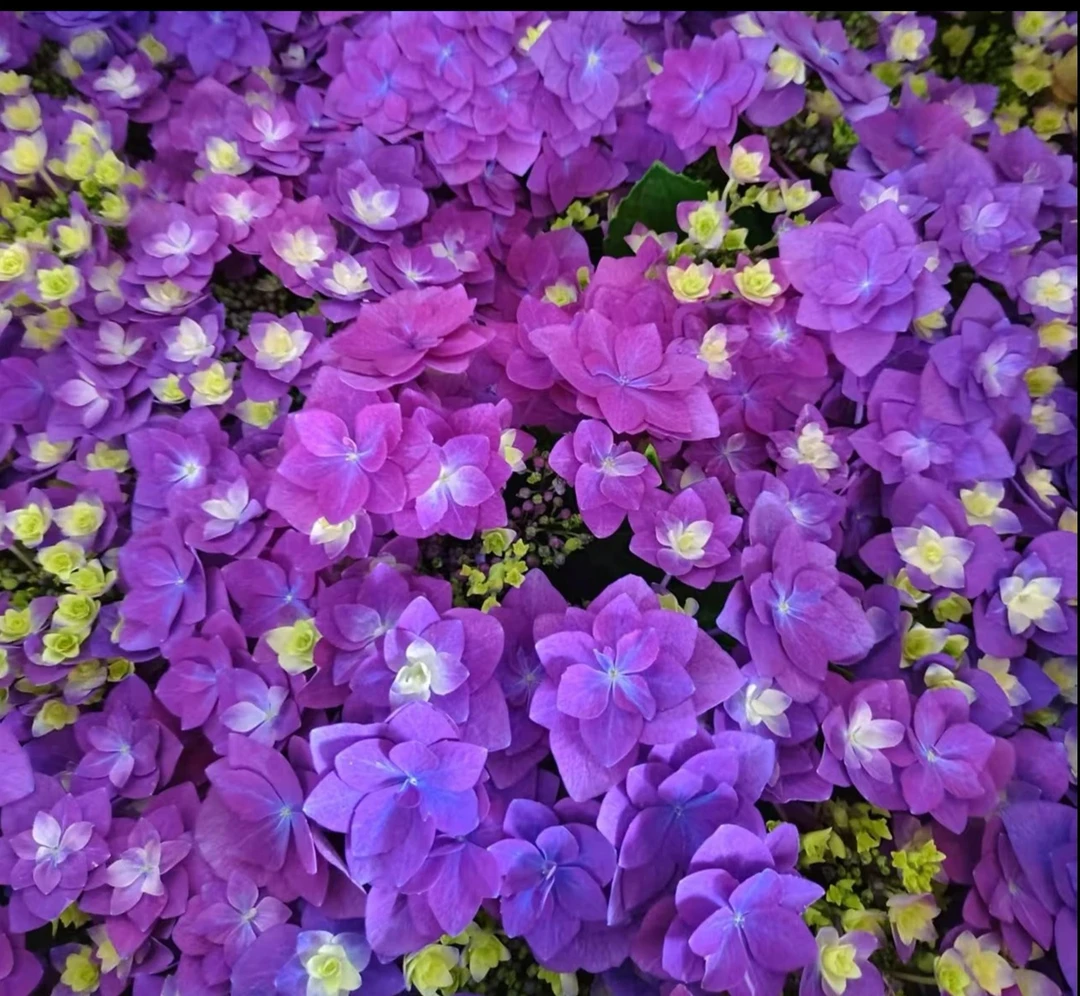 重瓣羽翼绣球花盆栽大花球室内外四季开花带花带盆基地直发好养活