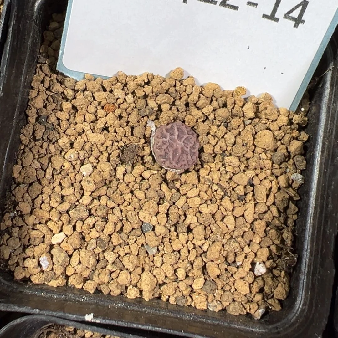 22-14量拍超级烧麦一颗