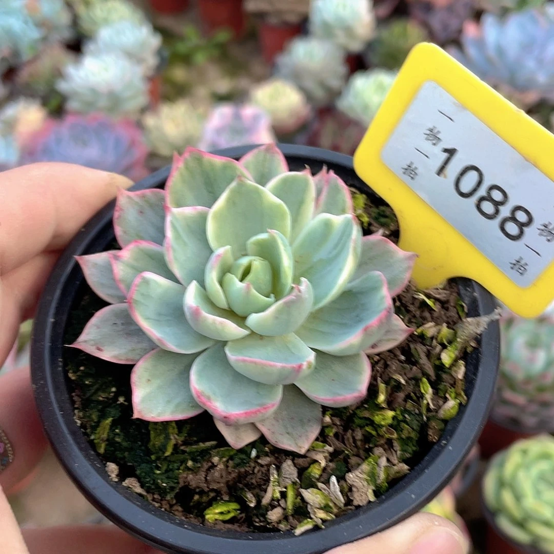 冇***喵1088号多肉植物盆栽