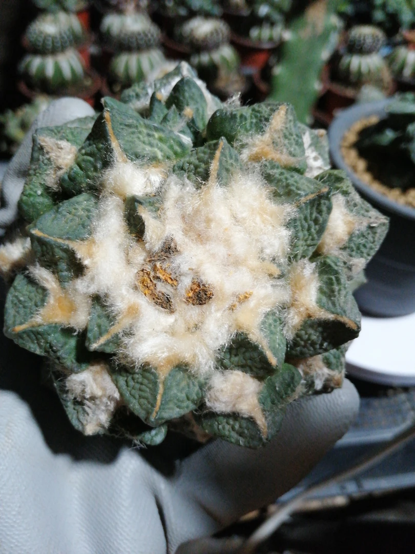 龟甲仙人球9.6cm