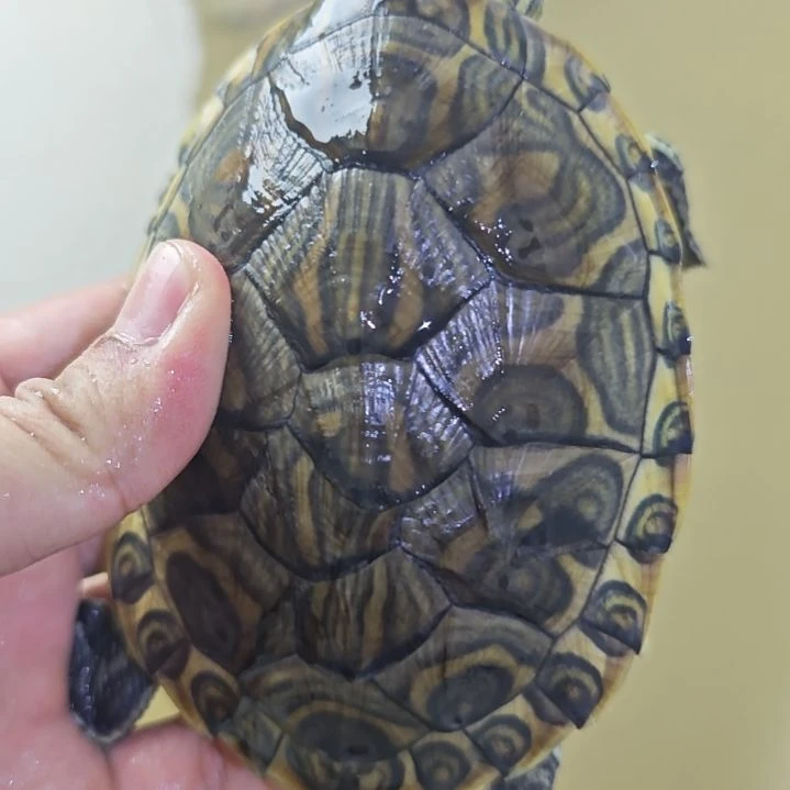 母巴西彩龟金边大河甜甜圈龟