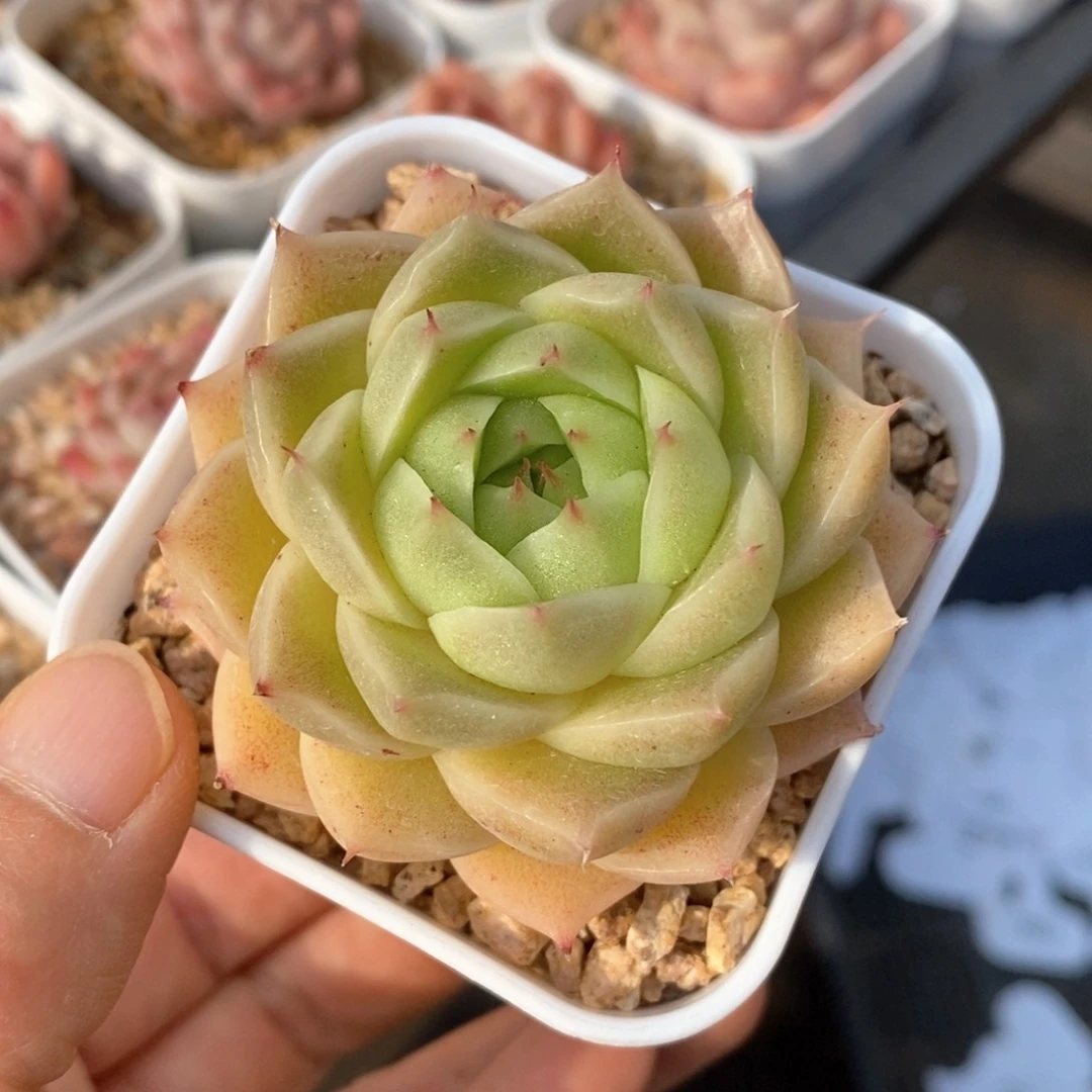 精品多肉一物一拍104