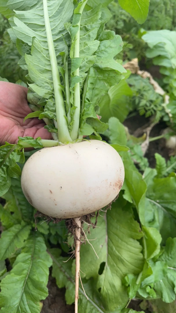 峨眉山 五斤高山白萝卜农户自家种植 新鲜蔬菜白萝卜