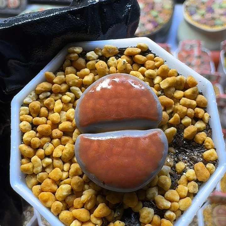 生石花255588     72号