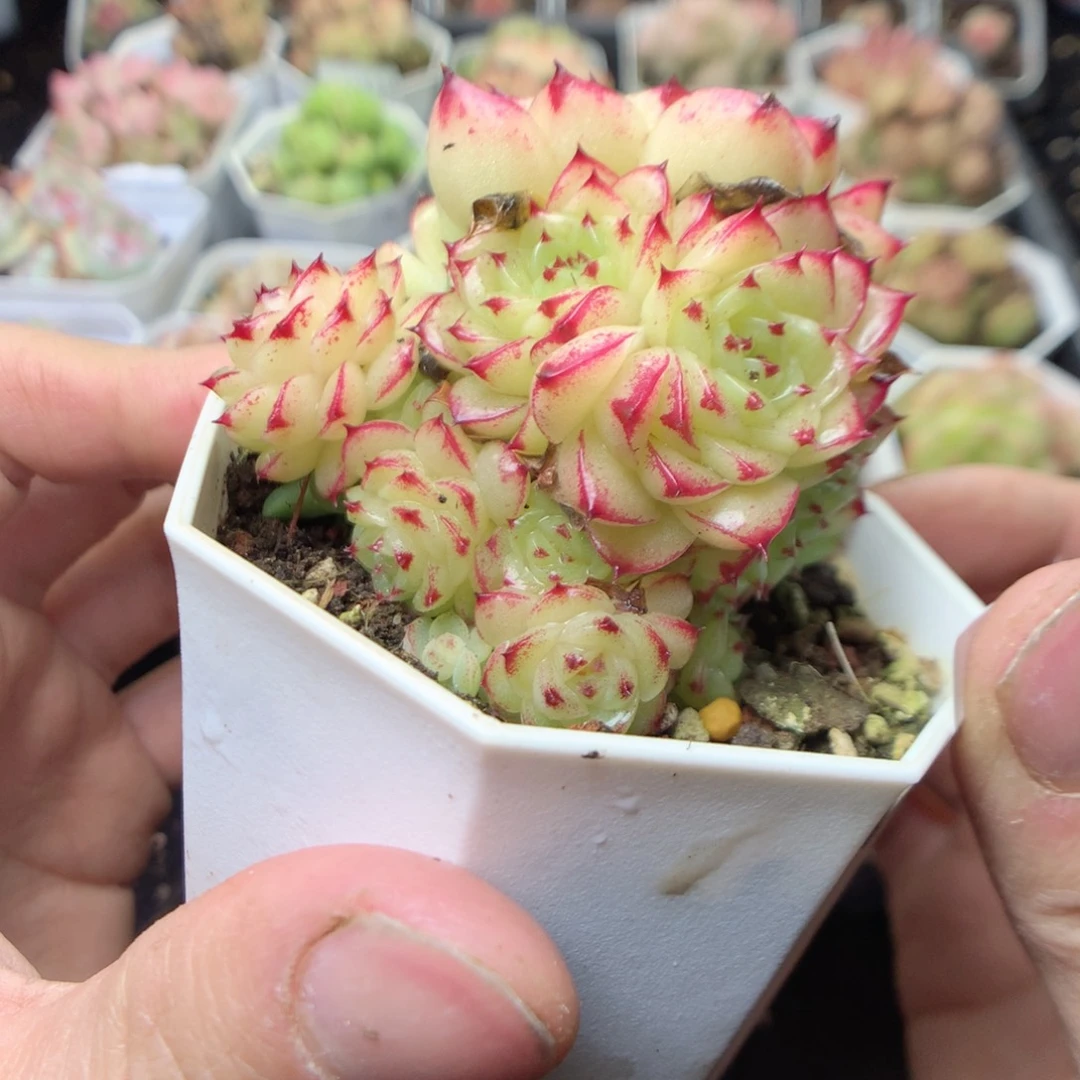 无花朵S191yyyyyyyy