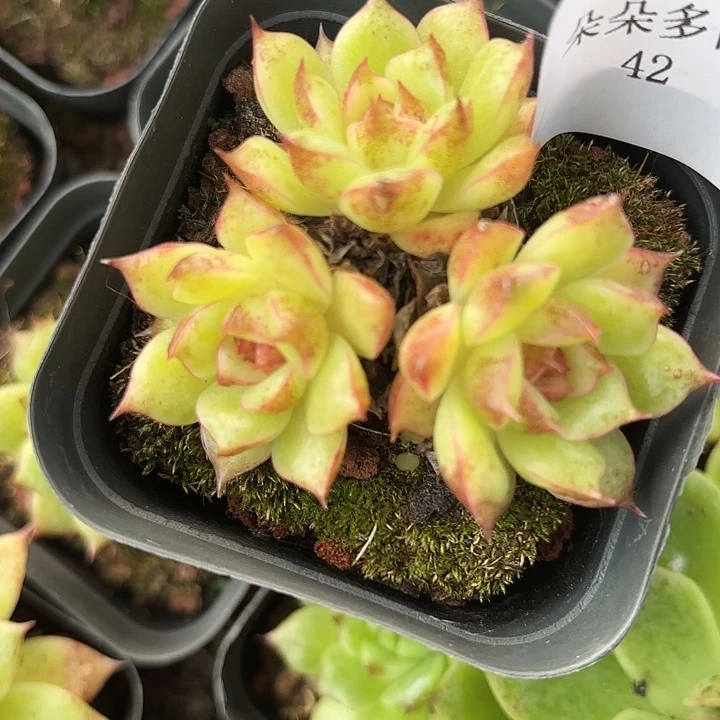 闪吼42呀呀呀呀呀呀