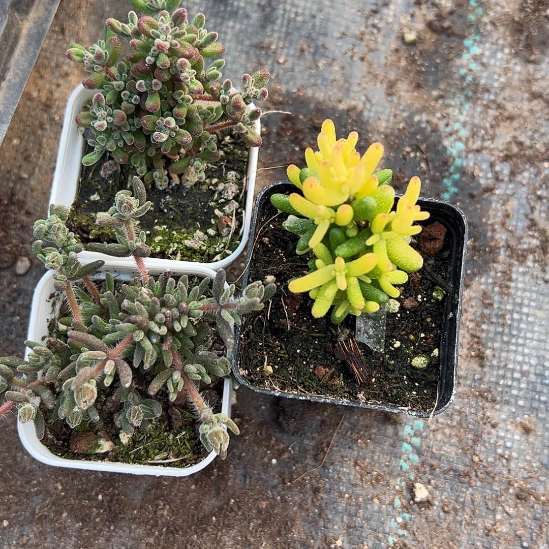 枝干狐尾红宝石糖球锦