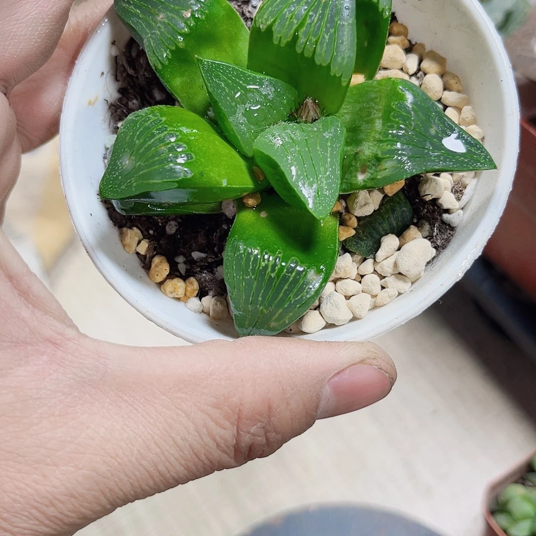 特价处理新手好养