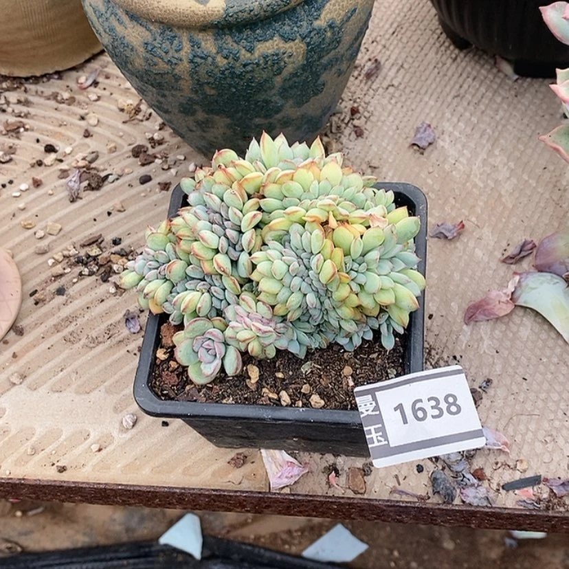 【闪购商品】邓*࿐荷花缀1638