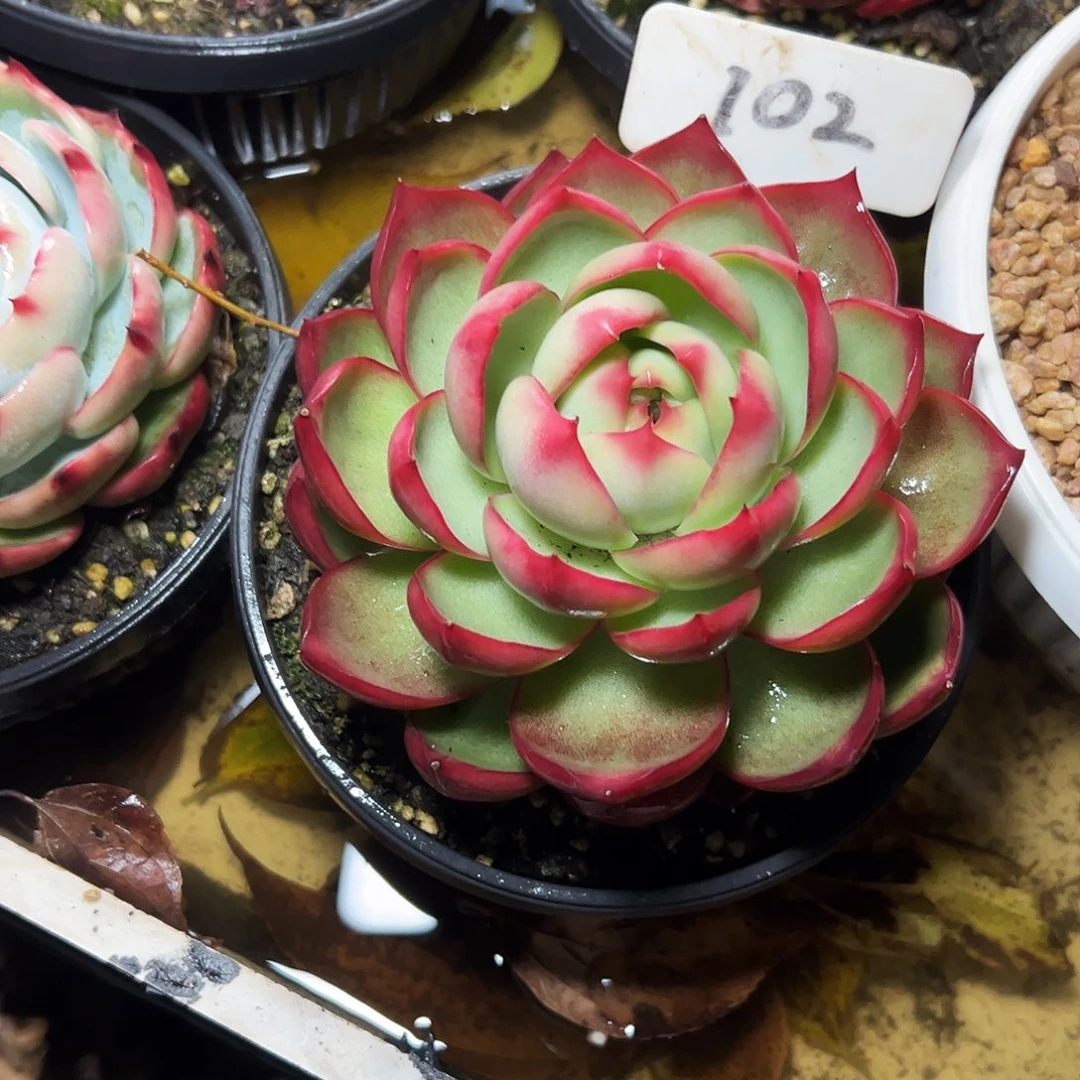 治***惊鸿仙子一物一拍102号