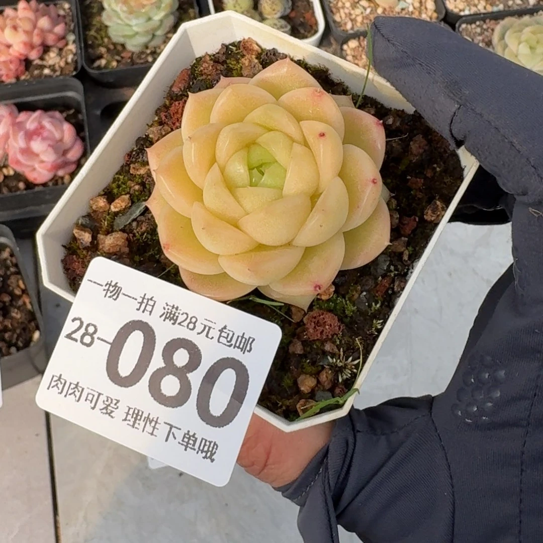 阿祖无盆土发货无