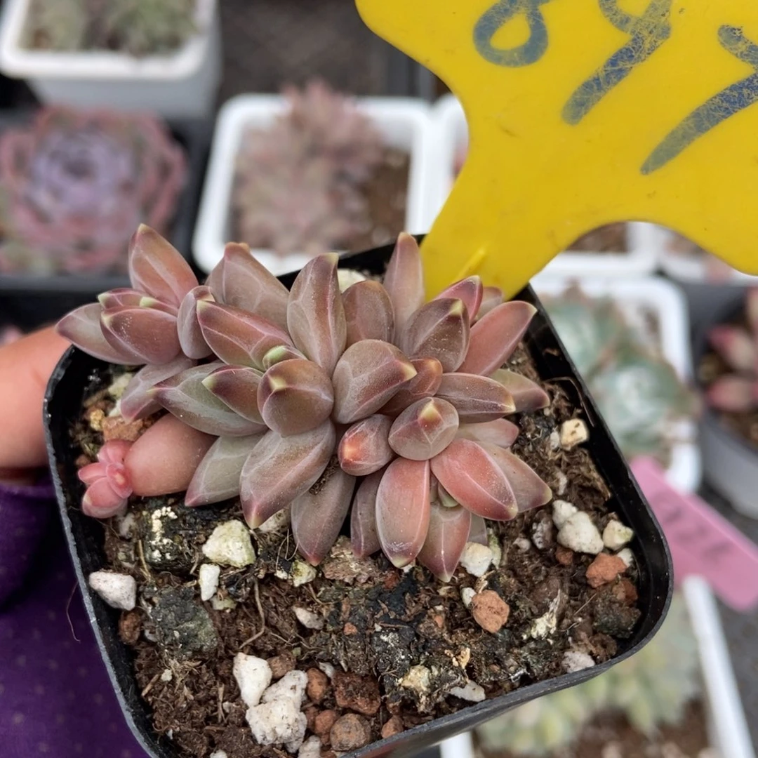 897梵高美人多肉植物