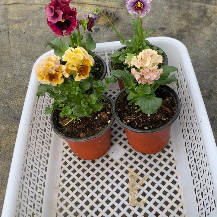 完全开放开播福利四颗