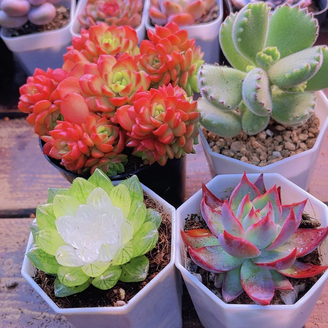 爱泡泡➕熊童子➕宝莲灯➕惊鸿仙子