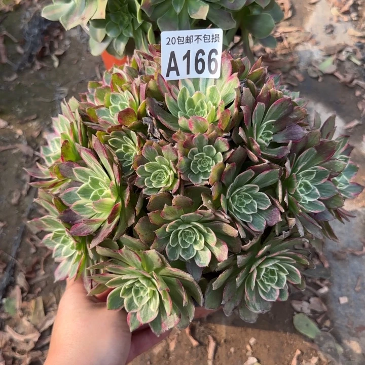 万花筒……多肉植物！