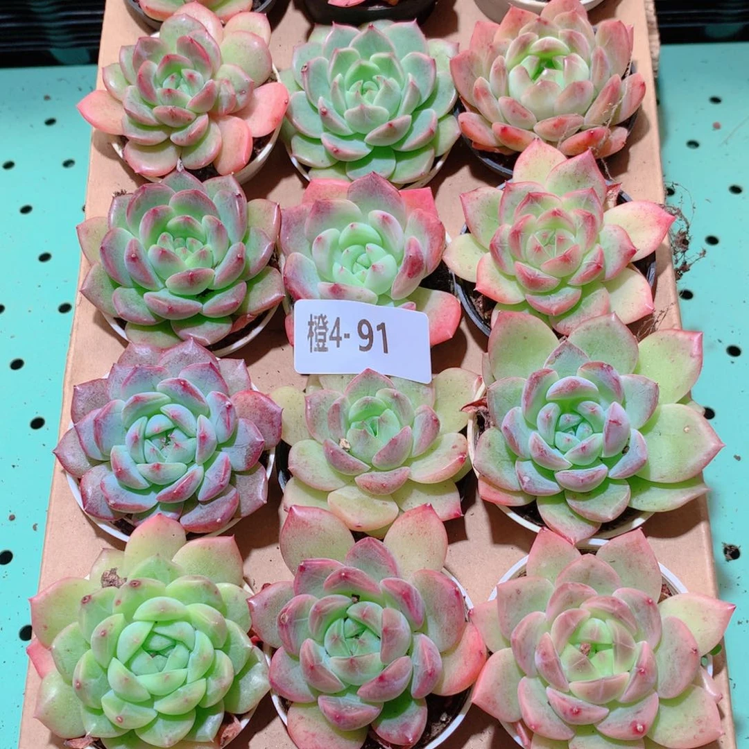 4-91一物一拍多肉带盆18颗