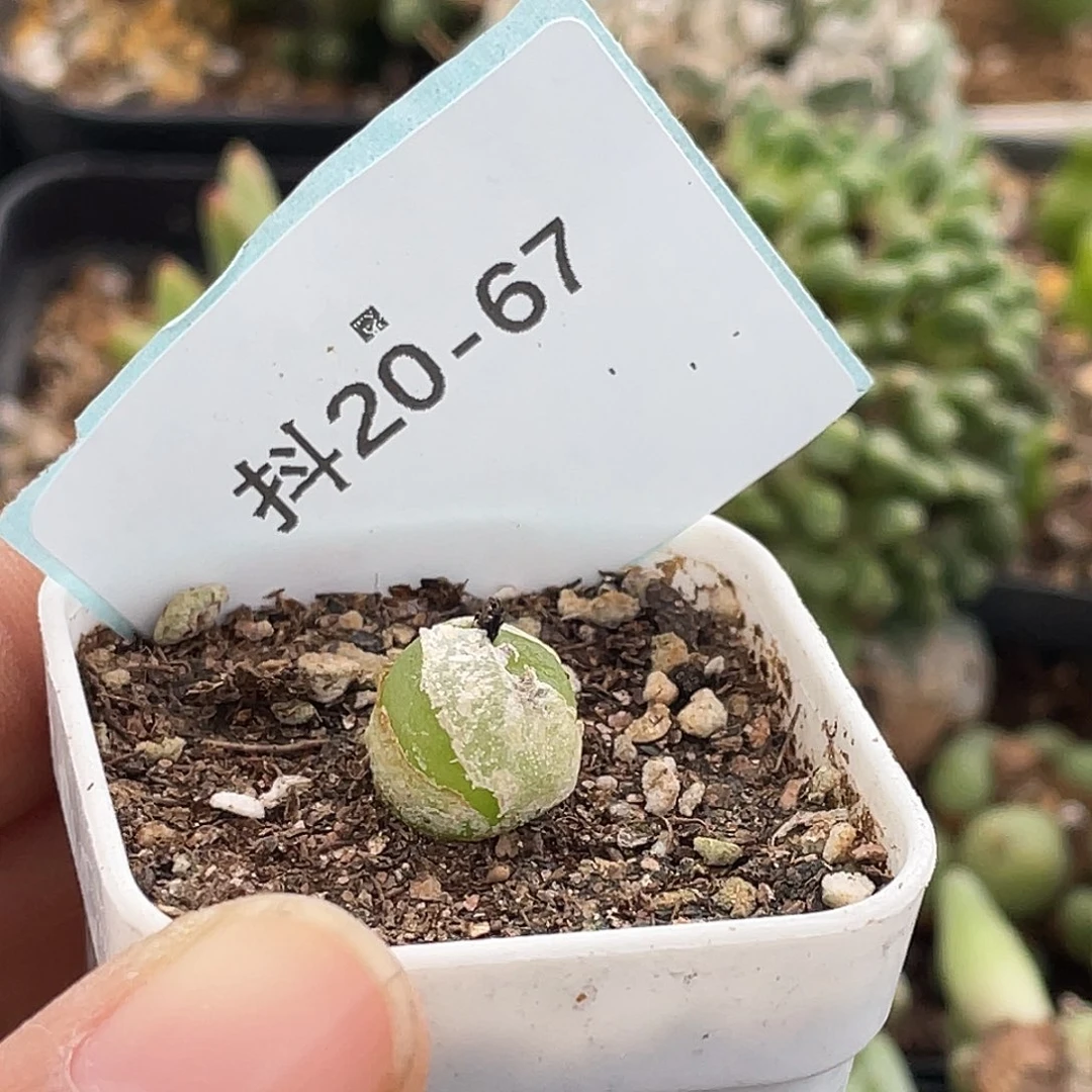 夜***叶20-67肉锥多肉植物