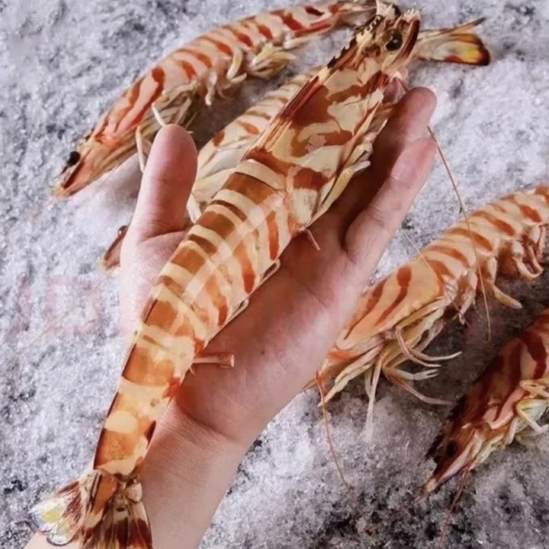 惠来本港九节虾斑节虾竹节虾6-8条 顺丰包邮