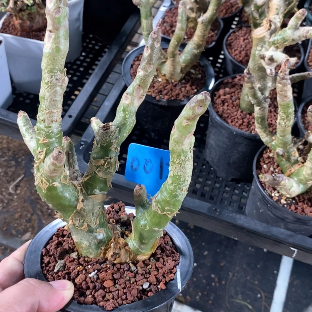 阿房宫多肉植物一个