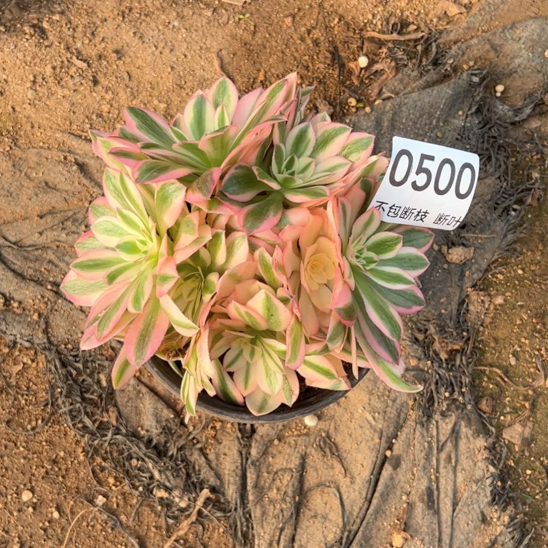 500号，香妃朵朵，脱土发货