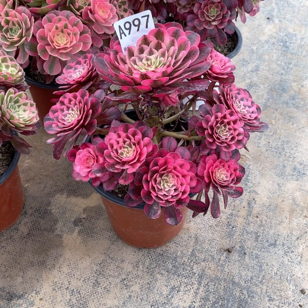 嫩桩白月光997多肉法师