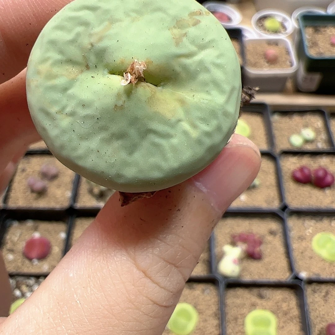 【闪购商品】45 618福利
