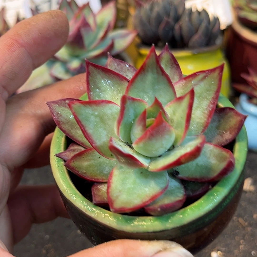 惊鸿一瞥多肉植物