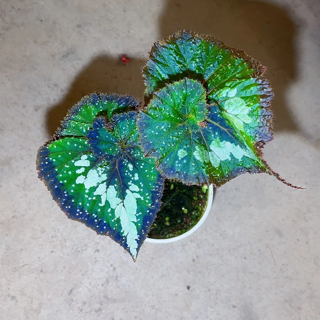 无花朵竹下露秋海棠