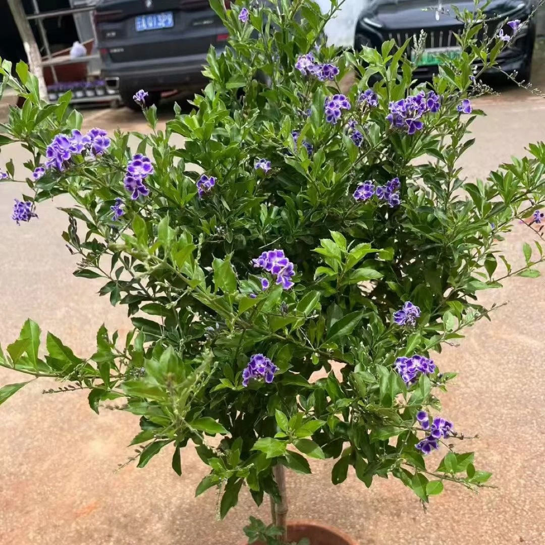巧克力蕾丝金露花盆栽耐热好养适合阳台庭院种植带花苞