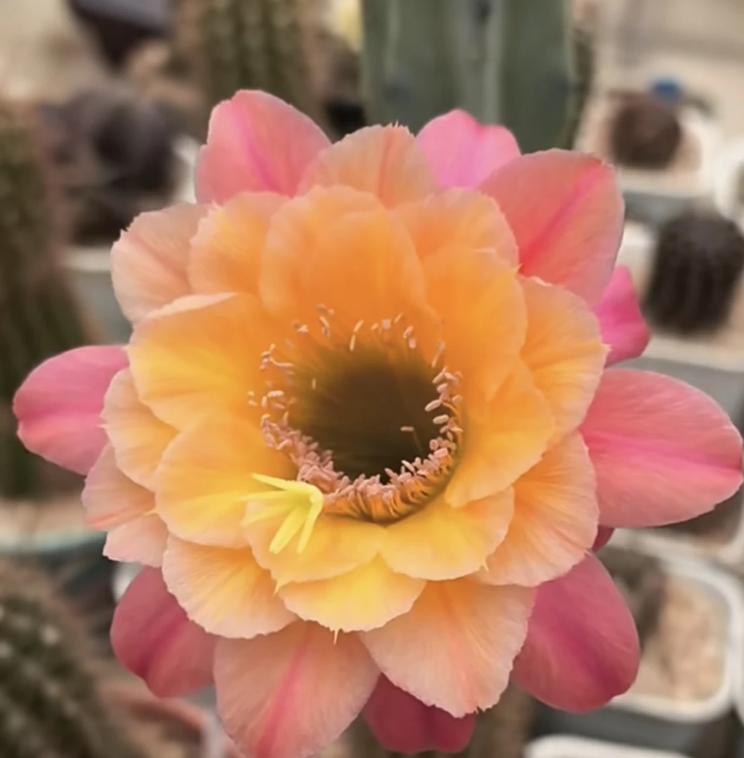 毛花柱 时光 一单也邮