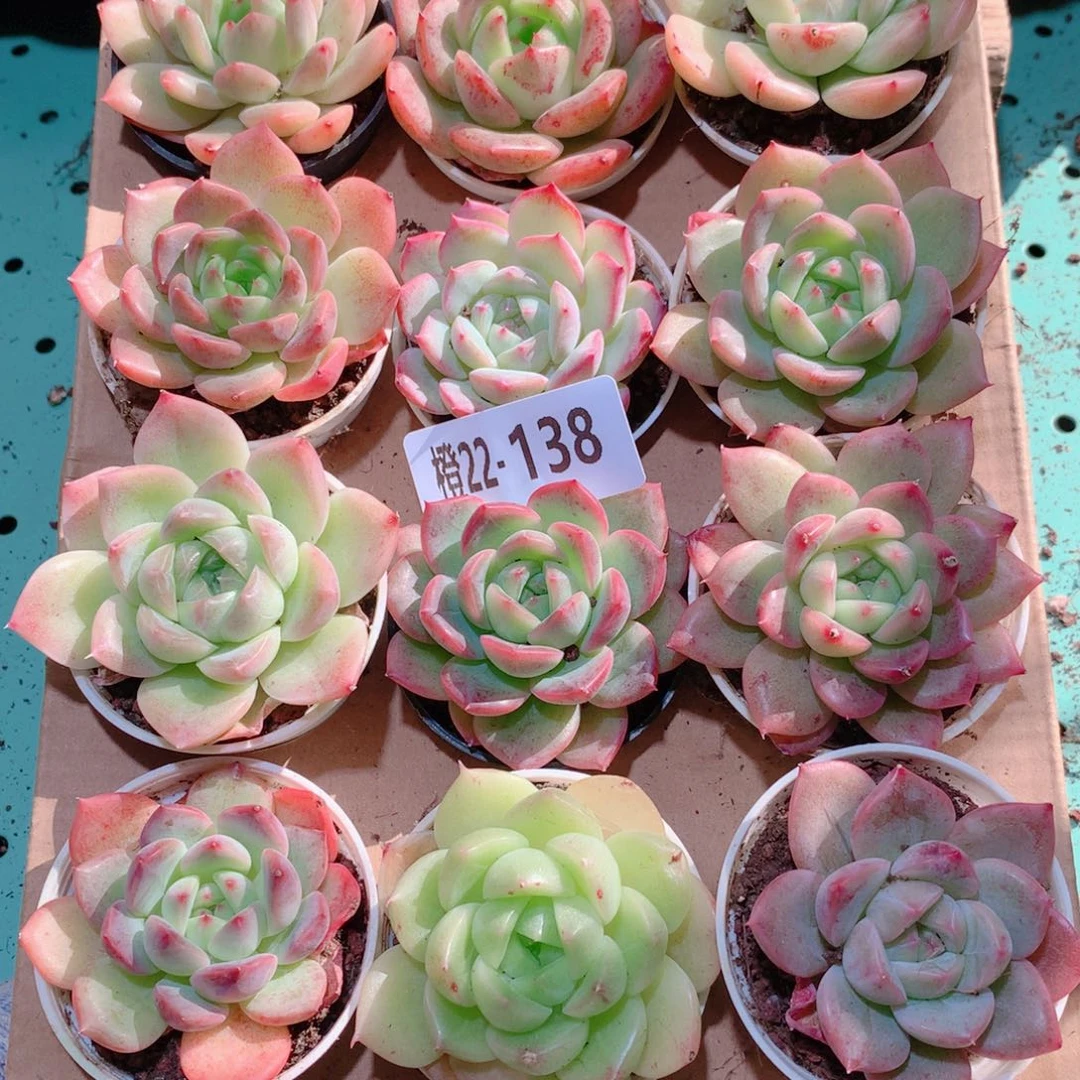 22-138一物一拍多肉带盆18颗