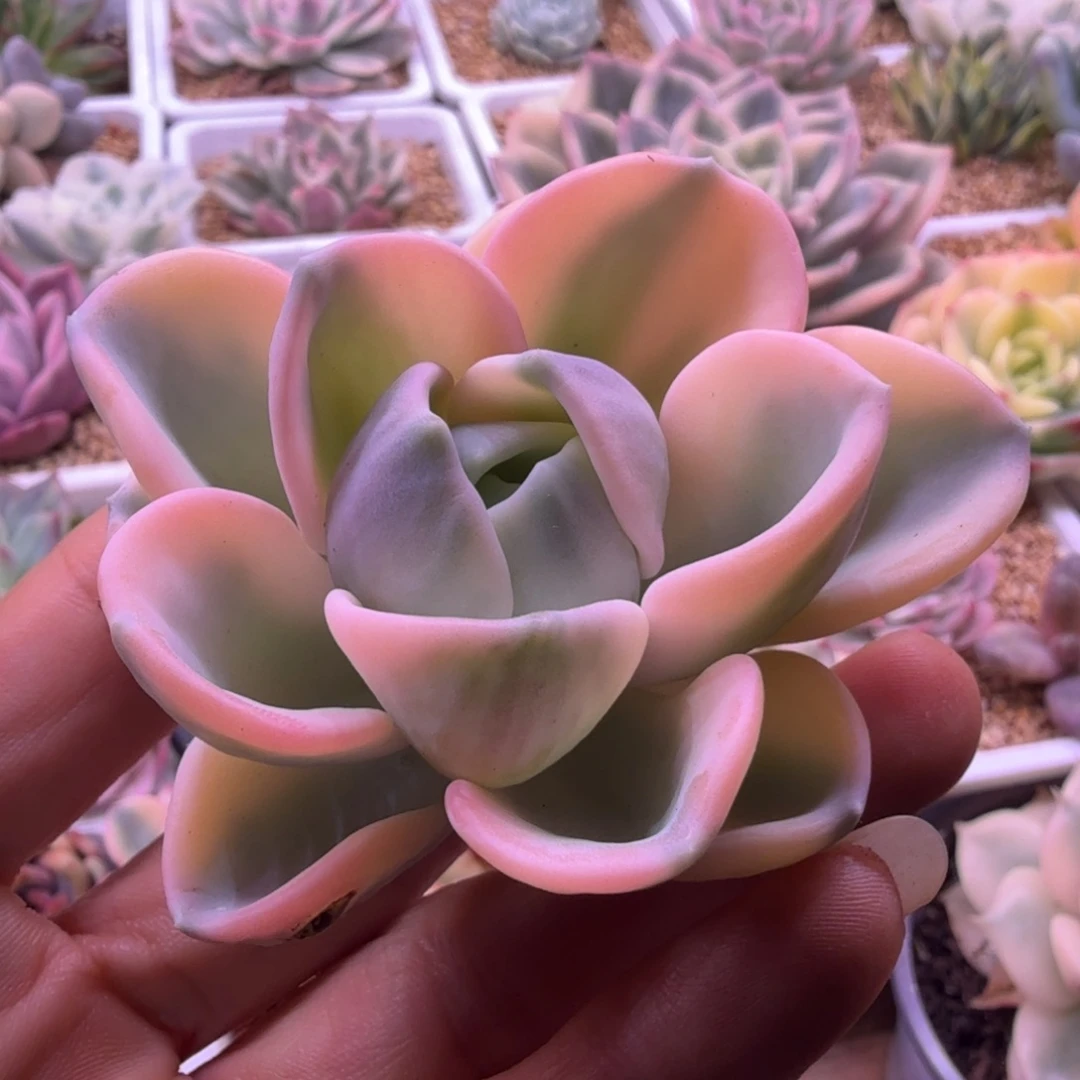 美尻锦 多肉植物锦