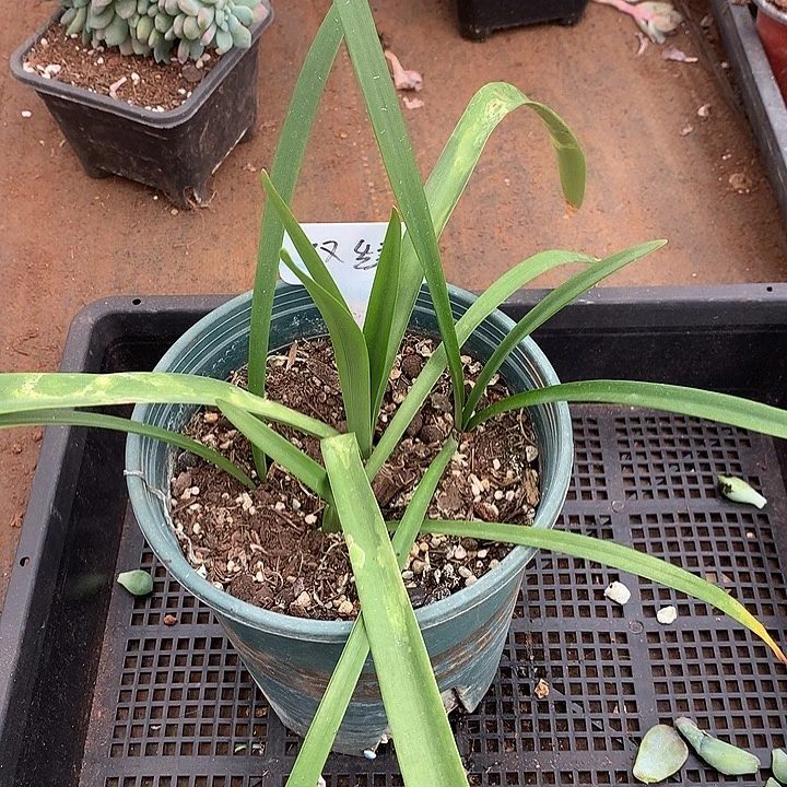 双绿 多肉植物 9.25 号左右发