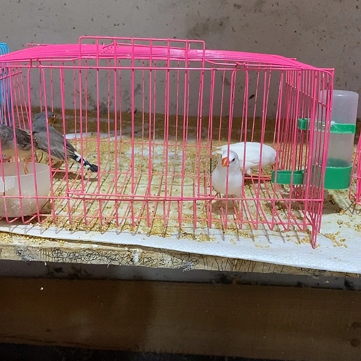 文鸟*️****珍珠白加灰，包活到家