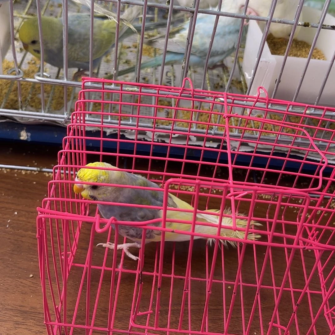 虎皮鹦鹉金彩鹦鹉