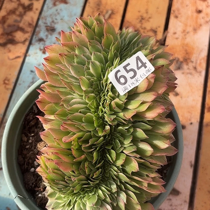 654伊丽莎白缀化掌心多肉法师锦不包侧枝断枝