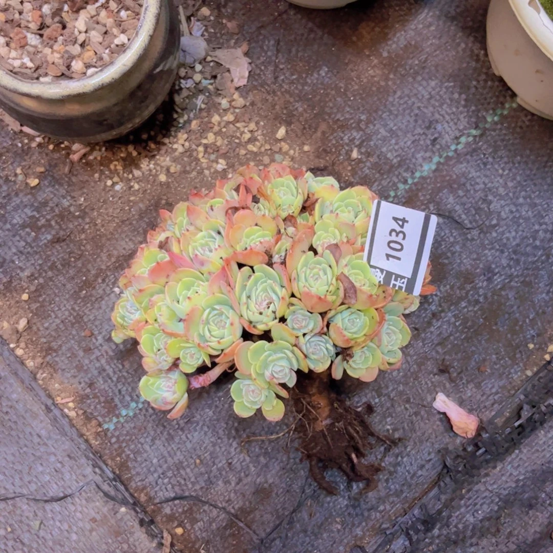 小***师埃斯梅拉达多肉植物1034