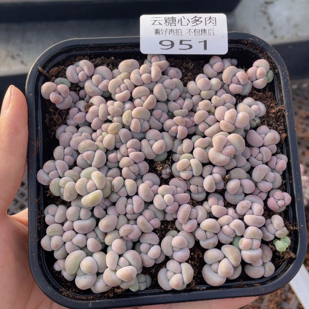 云糖心多肉植物951
