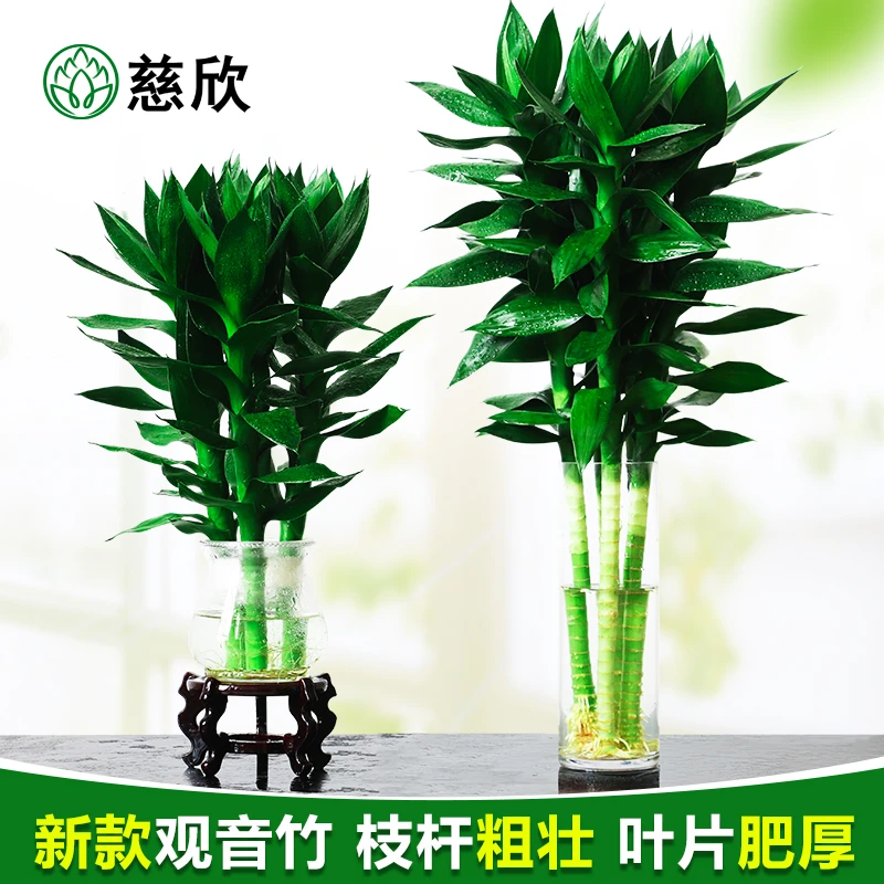 带根大叶观音竹莲花竹富贵竹水养植物水培室内客厅桌面花卉小竹苗