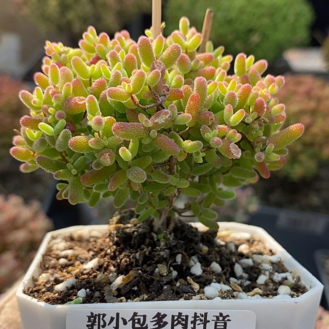 蜜橘糖球5976枝干番杏